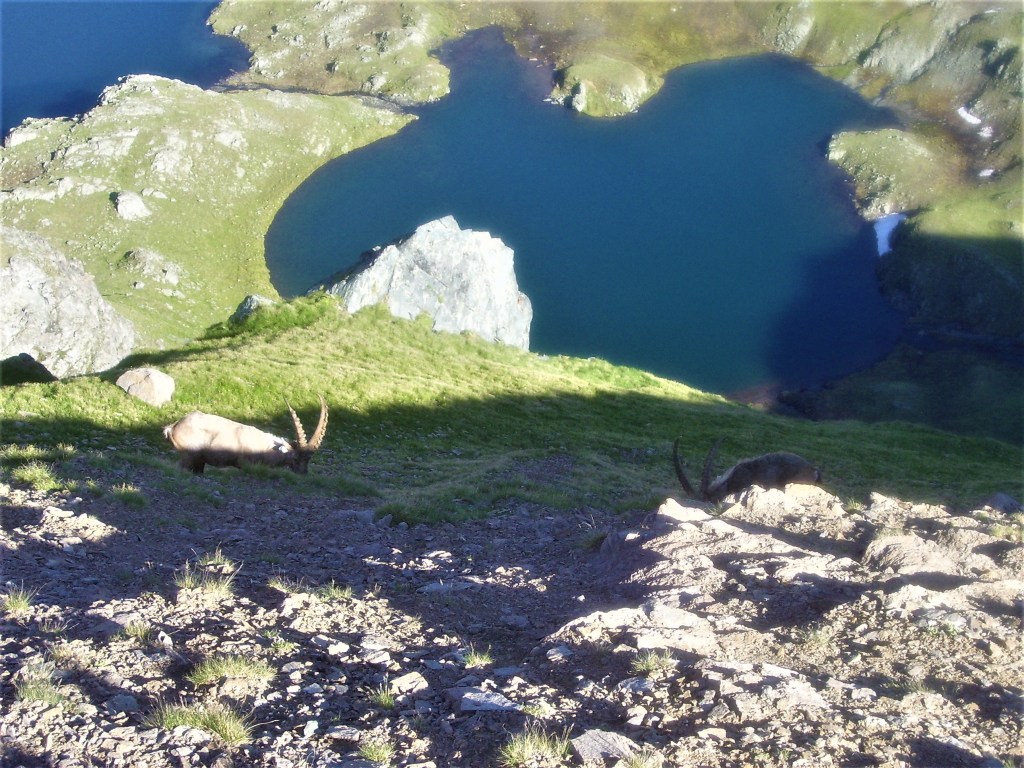 Taou Blanc (3438 m), en el Parque del Gran&nbsp;Paradiso
